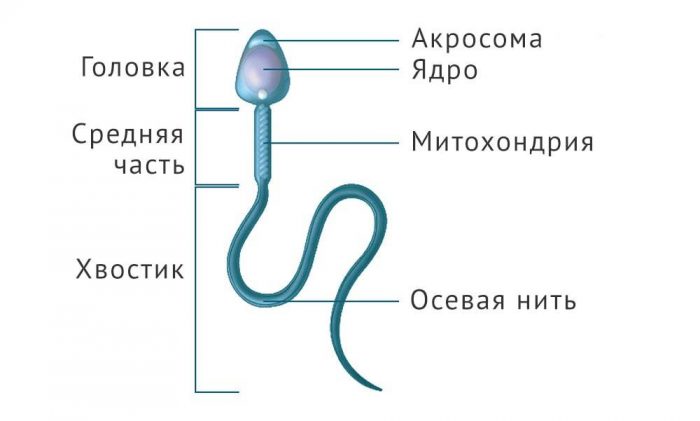 сперматозоид строение