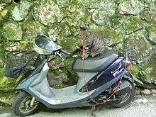Honda Super Dio with cat.jpg