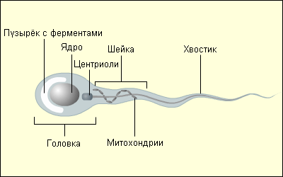 морфология сперматозоида